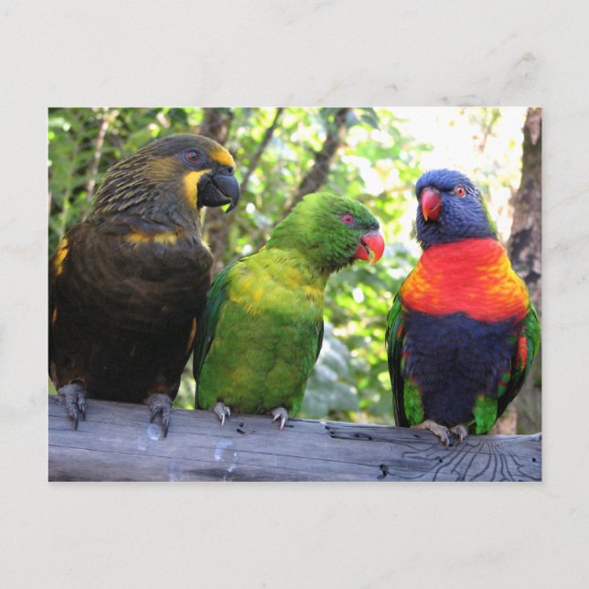 Postal Tres Lorikeets (Anverso)
