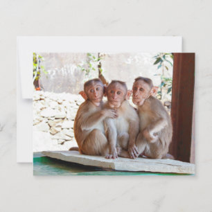 Postal Tres monos juntos vida silvestre