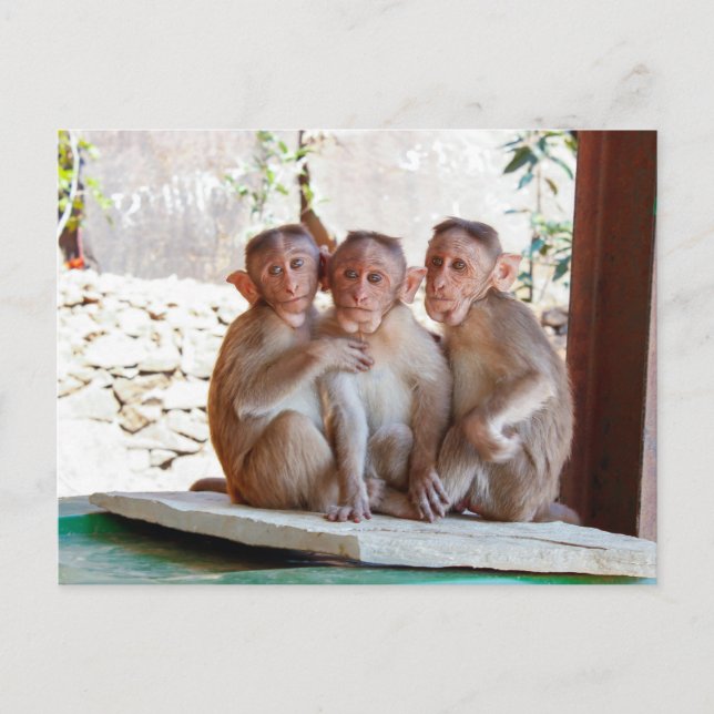 Postal Tres monos juntos vida silvestre (Anverso)