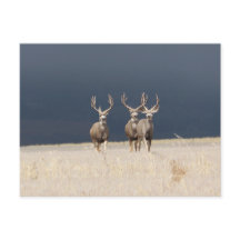 Tres Mule Deer Bucks