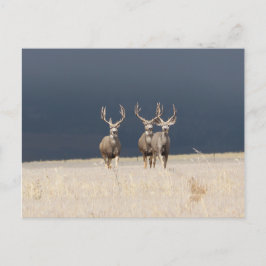 Postal Tres Mule Deer Bucks