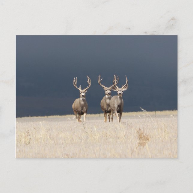 Postal Tres Mule Deer Bucks (Anverso)
