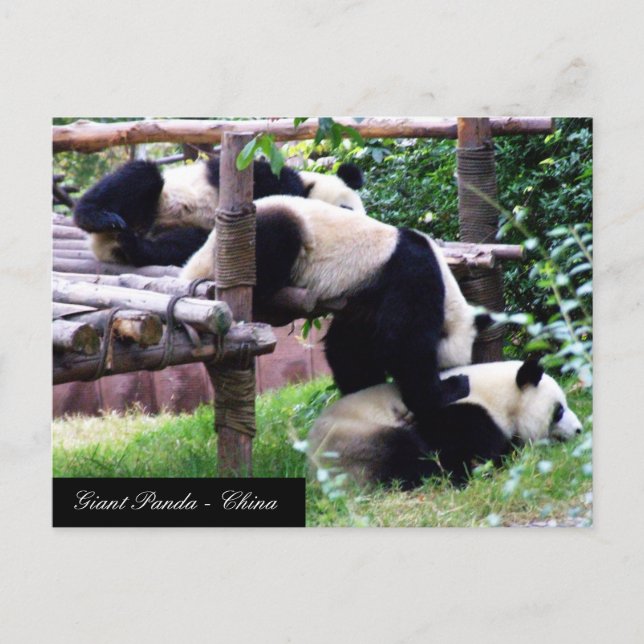 Postal Tres osos panda divertidos jugando / China (Anverso)