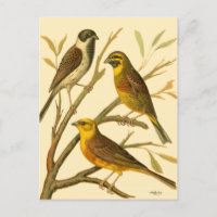 Tres pájaros domésticos encaramados en una sucursa