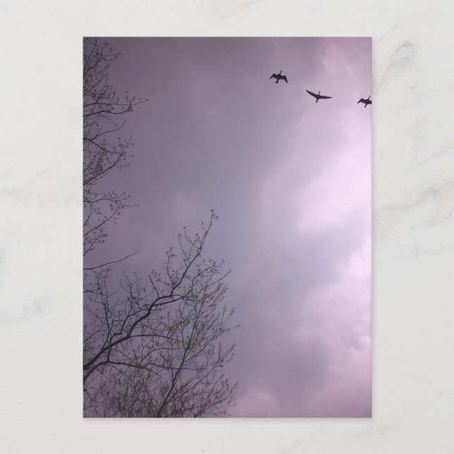 Postal Tres pájaros vuelan tan alto (Anverso)