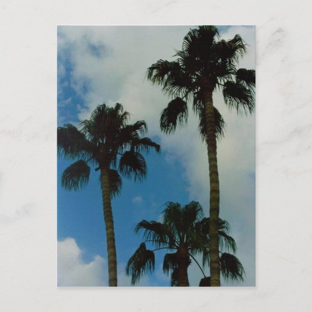 Postal Tres palmas (Anverso)