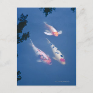 Postal Tres peces koi japoneses en un estanque