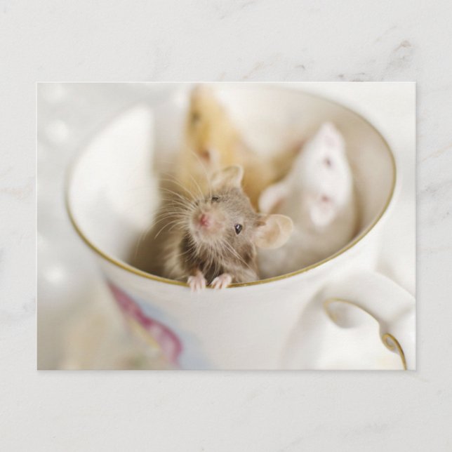 Postal Tres pequeños ratones (Anverso)