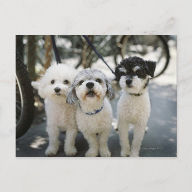 Postal Tres perros (Anverso)