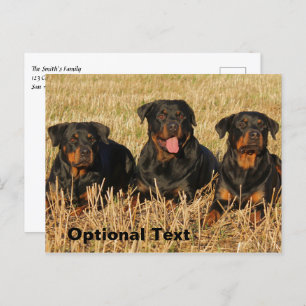 Postal Tres perros Rottweiler - Paquete de rociones