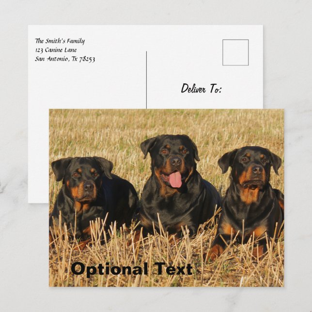 Postal Tres perros Rottweiler - Paquete de rociones (Anverso / Reverso)