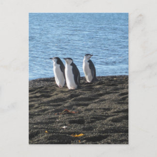 Postal Tres pingüinos curiosos