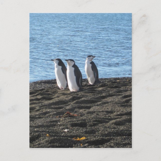 Postal Tres pingüinos curiosos (Anverso)