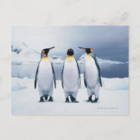 Tres pingüinos del rey