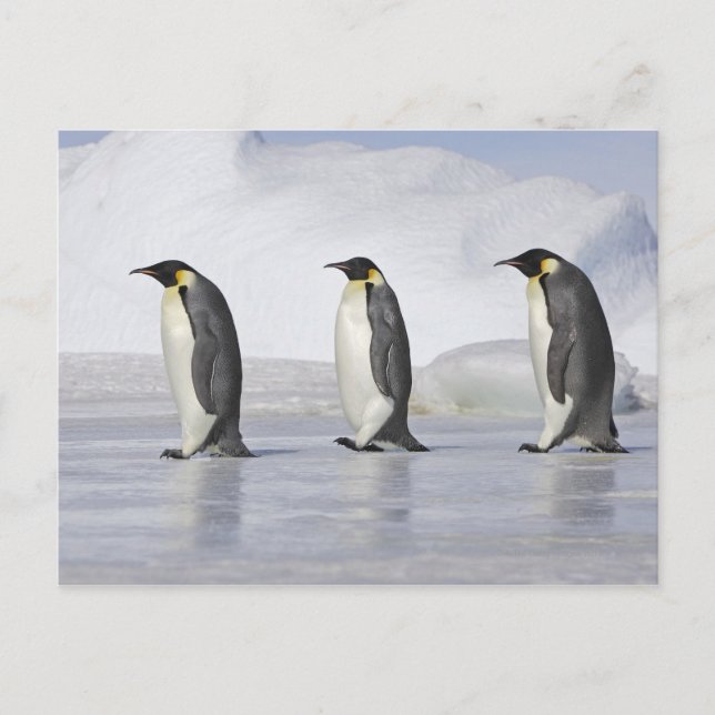 Postal Tres pingüinos emperadores, Isla de la Colina de l (Anverso)