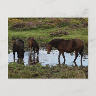 Postal Tres Ponies Dartmoor Beben En El Agujero