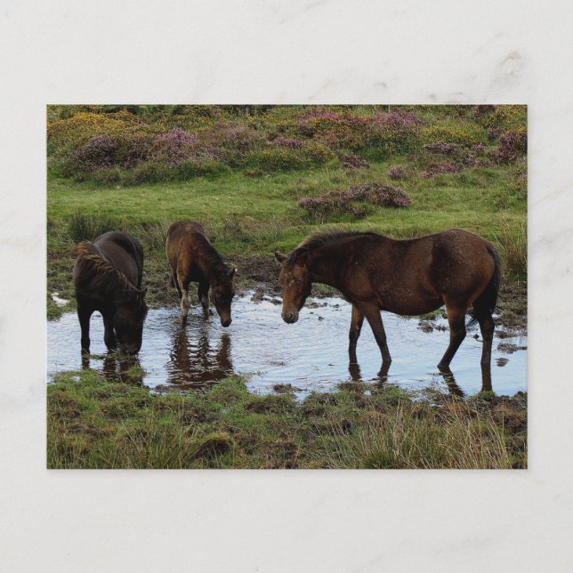 Postal Tres Ponies Dartmoor Beben En El Agujero (Anverso)