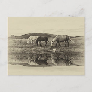 Postal Tres ponis