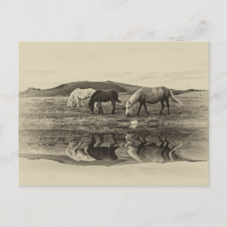 Postal Tres ponis
