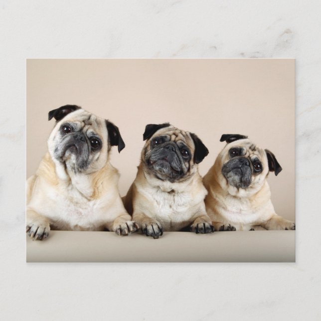 Postal Tres Pugs En Una Fila (Anverso)