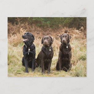 Postal Tres recuperadores de Labrador Negro