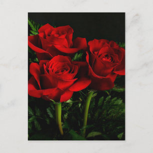 Postal Tres Rosas