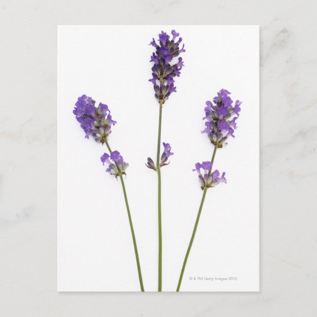 Postal Tres tallos de flores de lavanda morada inglesas, (Anverso)