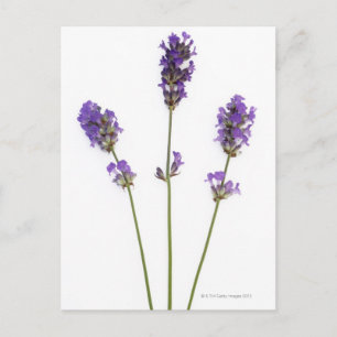 Postal Tres tallos de flores de lavanda morada inglesas,