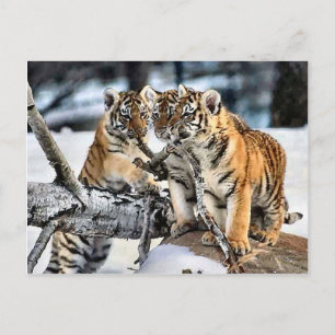 Postal Tres tigre Cubs en regalos del arte de la nieve