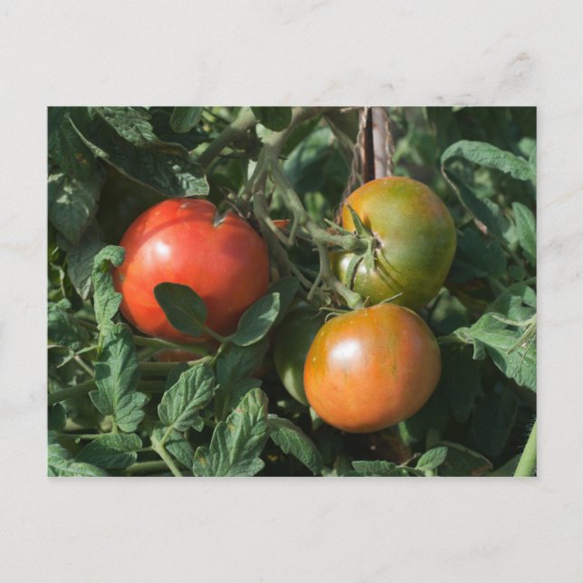 Postal Tres tomates (Anverso)