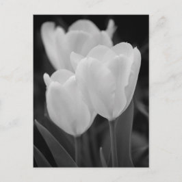 Postal Tres tulipanes
