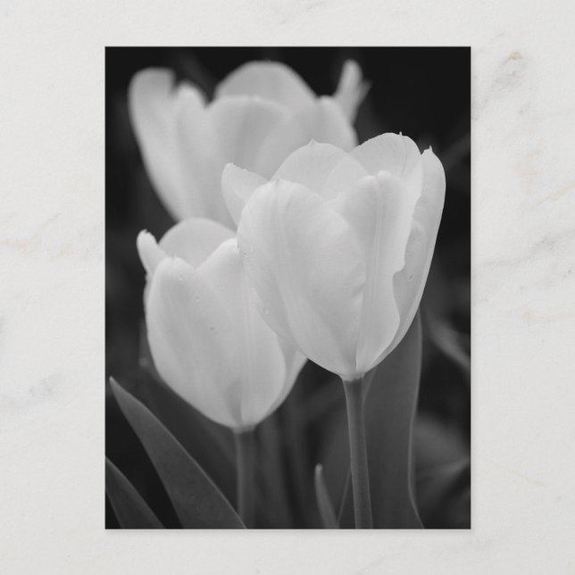 Postal Tres tulipanes (Anverso)