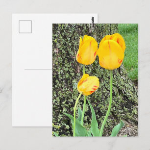 Postal Tres tulipanes amarillos /