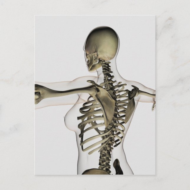 Postal Tres Vistas Dimensionales De La Espalda Superior F (Anverso)