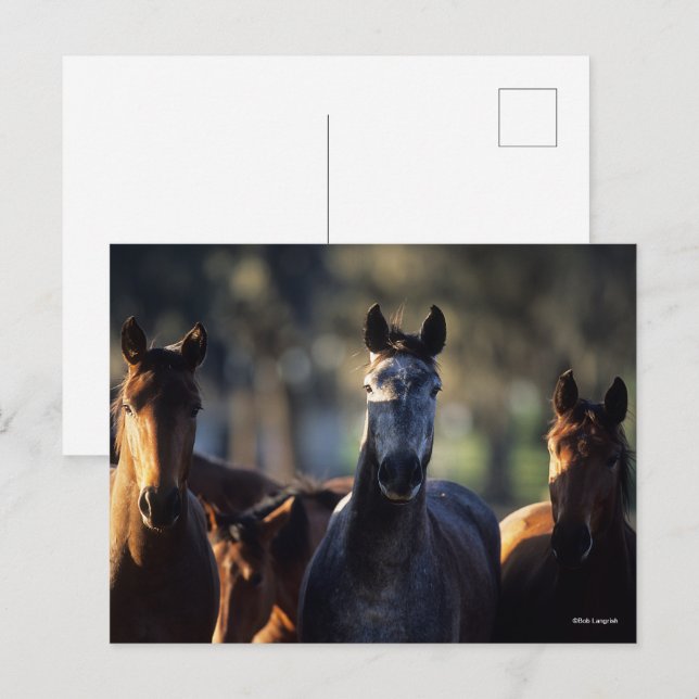 Postal Tres Warmbloods Parando juntos retroiluminado (Anverso / Reverso)