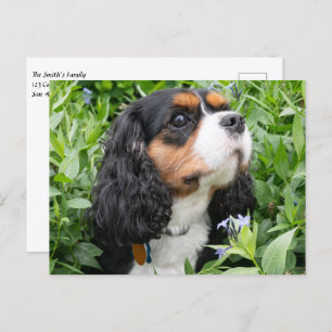 Postal Tri Color Cavalier King Charles Spaniel Dog