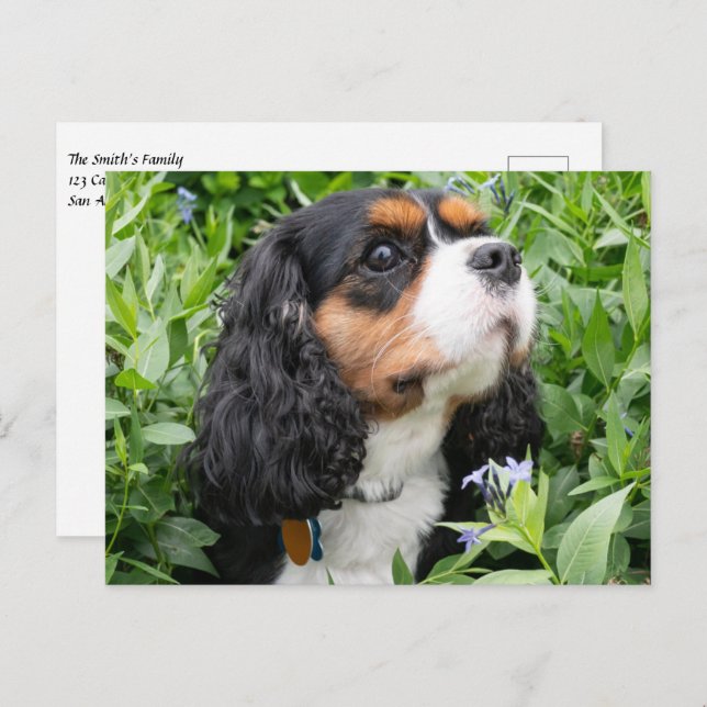 Postal Tri Color Cavalier King Charles Spaniel Dog (Anverso / Reverso)