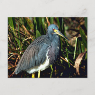 Postal Tricolor Heron