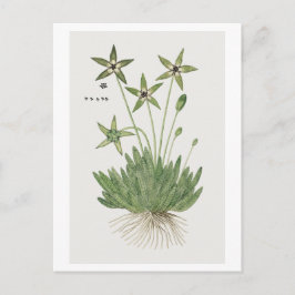 Postal Tridentea pedunculata (Masson) 