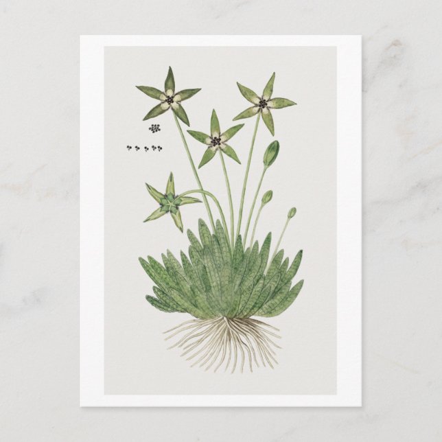 Postal Tridentea pedunculata (Masson)  (Anverso)