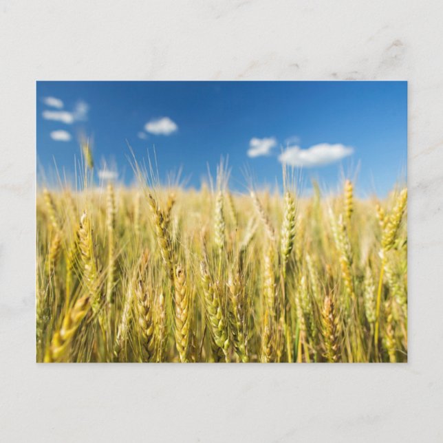 Postal Trigo de Kansas (Anverso)
