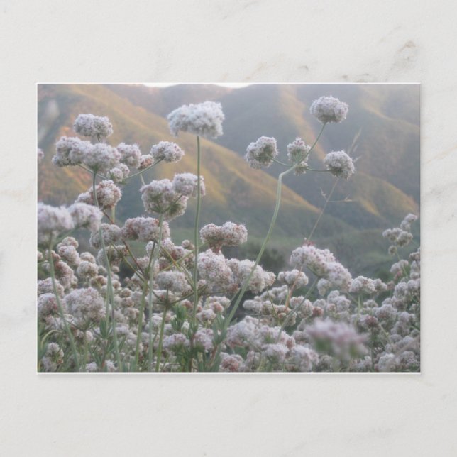 Postal Trigo negro de California (Anverso)