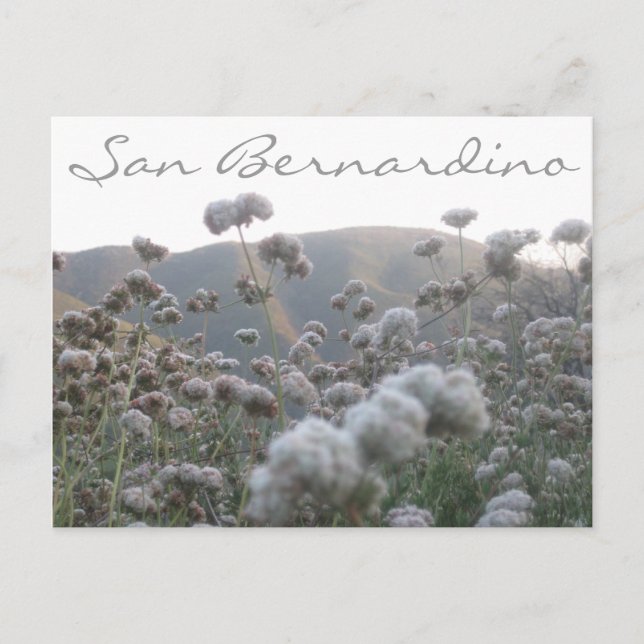 Postal Trigo negro de California (Anverso)