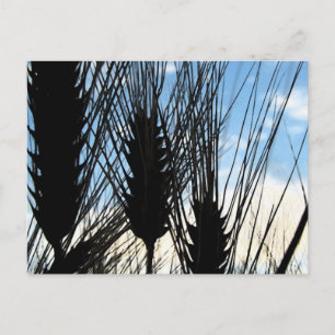 Postal trigo y cielo 2012