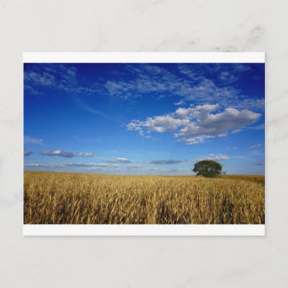 Postal Trigo y cielo de Prairie