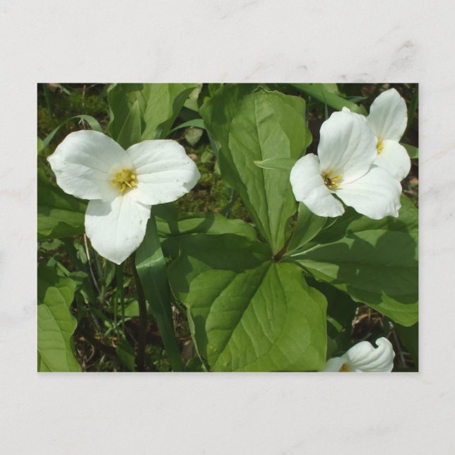 Postal Trillium (Anverso)