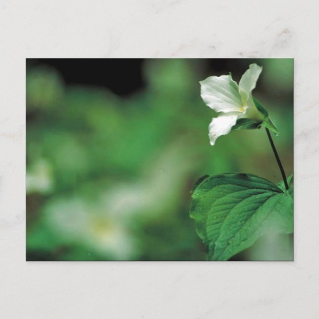 Postal Trillium blanco (Anverso)