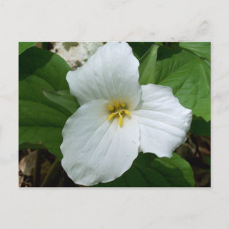 Postal Trillium blanco salvaje