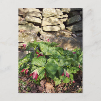 Postal Trillium En Primavera