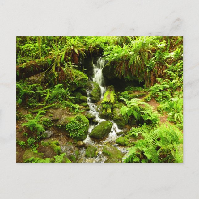 Postal Trillium Falls en el Parque Nacional Redwood (Anverso)